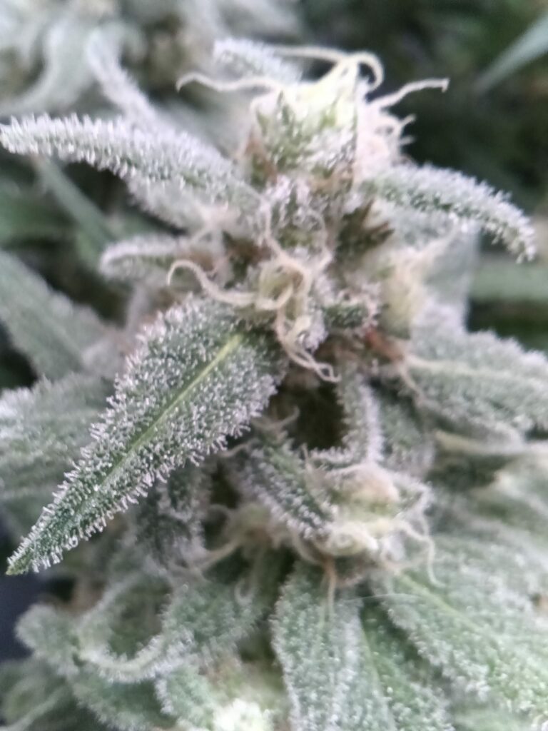 Cannabis Blüte